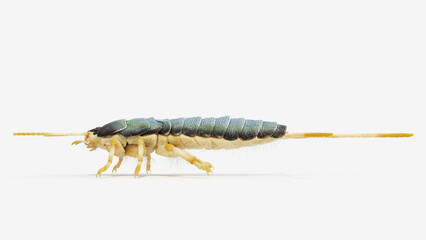 3d illustration of a silverfish