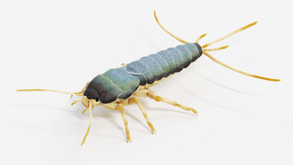 3d illustration of a silverfish