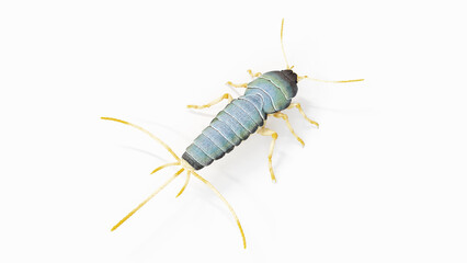 3d illustration of a silverfish