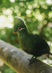 bird on a branch