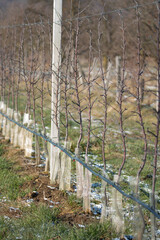 An intensive apple tree plantation on a small orchard of Romania