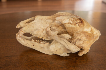 Fototapeta premium Side view of a brown bear skull. Ursus arctos skull