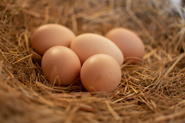  Five eggs in the hay nest