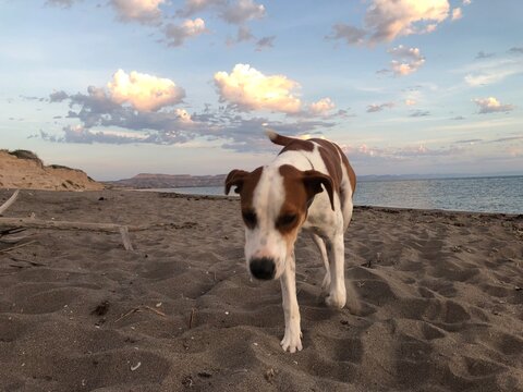 cielo playa y perro triste