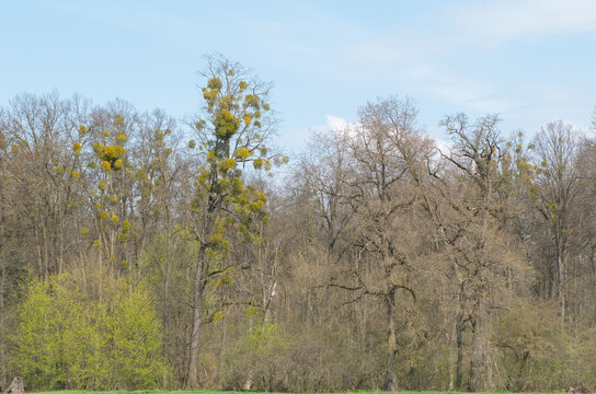 The oak tree mistletoe (Loranthus europaeus).