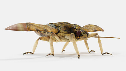3d illustration of a stink bug