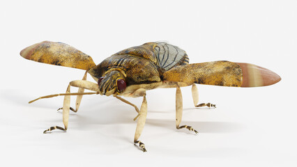 3d illustration of a stink bug