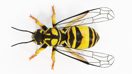 3d illustration of vespula squamosa