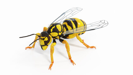 3d illustration of vespula squamosa