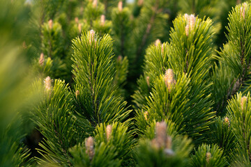 close up of pine needles