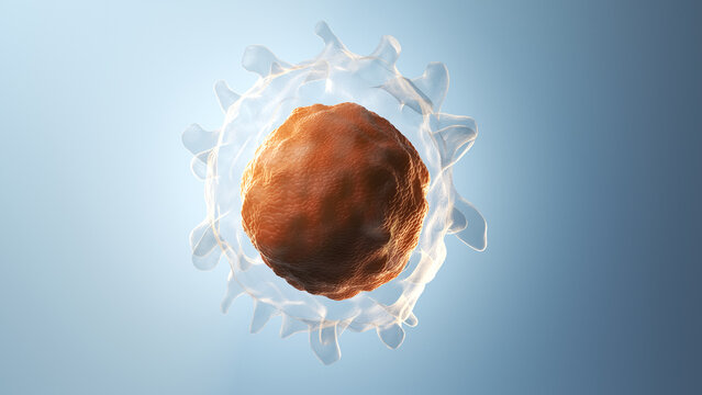 3d illustration of a B-cell