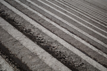 Row of soil mound, preparing soil for Agricultural field to grow plant.