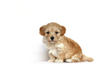 An adorable , ,puppy of golden color sits on a white background.