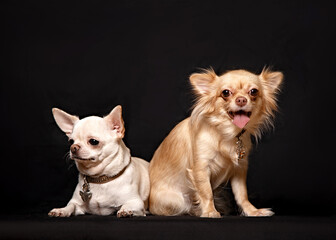  Chihuahua dogs