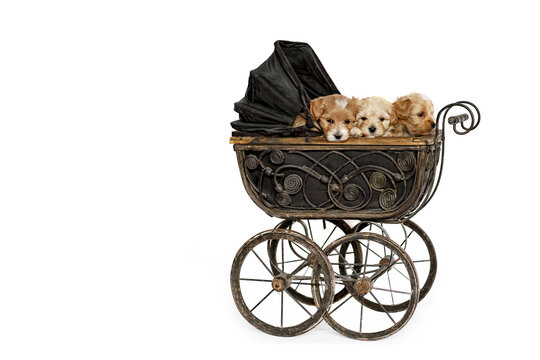 Maltipu puppies in an old puppet carriage