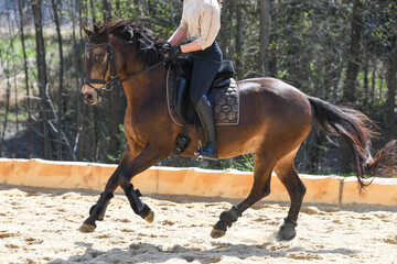Reitpferd