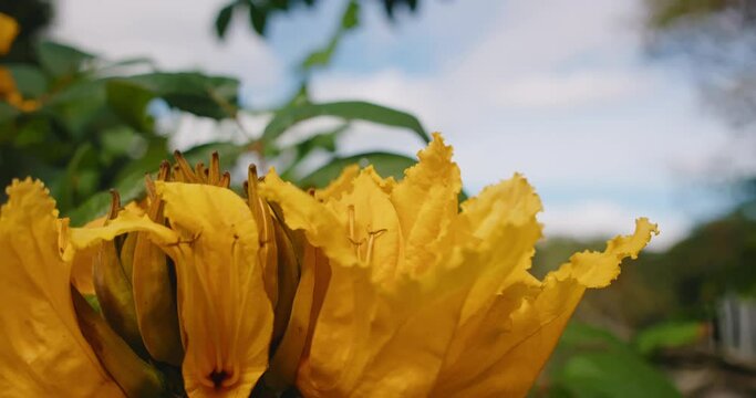 African Tulip Tree yellow flower close-up on stem in wilderness tropical dry forest.