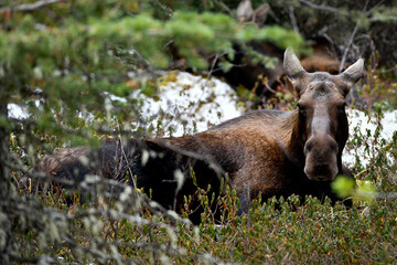 Female moose laying in the forest