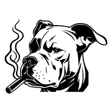 Apbt Bilder – Durchsuchen 8,095 Archivfotos, Vektorgrafiken und Videos ...