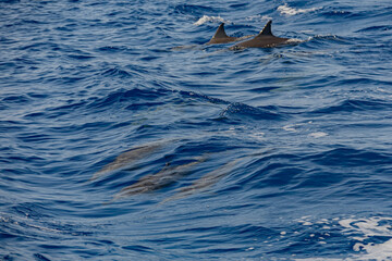 Fototapeta premium Maldives