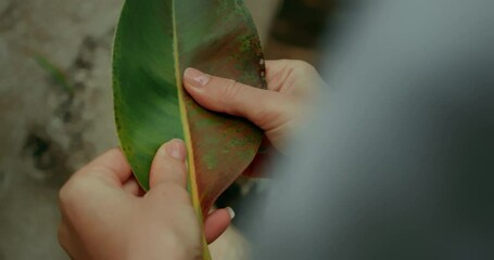 Detail of hands touching and caressing tropical ficus leaf in wild nature. Environmental awareness. Tactile feelings and sense of touch.