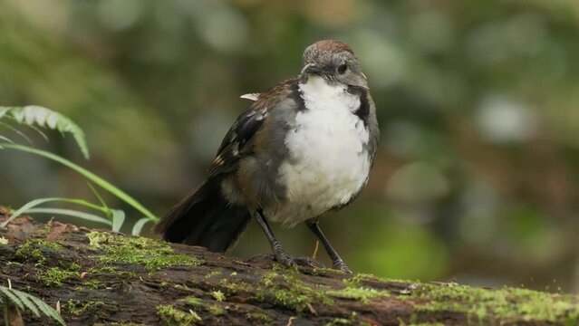 Australian Logrunner (Orthonyx temminckii)  bird endemic to eastern Australia, search for its food on the floors, known as spine-tailed logrunner, spine-tail, scrub quail or chowcilla.