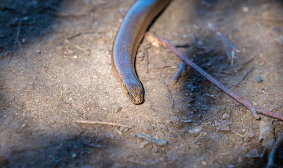 A grass snake closeup at summer in saarland