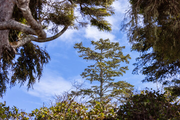 Green Trees in the Rain Forest on the West Coast of Pacific Ocean. Ucluelet, Vancouver Island, BC, Canada. Nature Background