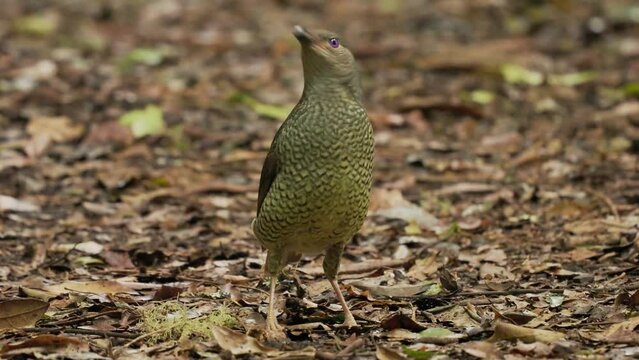 Female of Satin Bowerbird - Ptilonorhynchus violaceus a bowerbird endemic to eastern Australia, hybrid between satin and regent bowerbird is Rawnsley's bower, green brown body and blue eyes.
