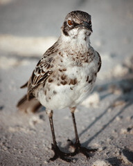 Galapagos mocking bird close-up in white sand, looking directly at camera, funny pose