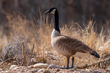 Canada Goose