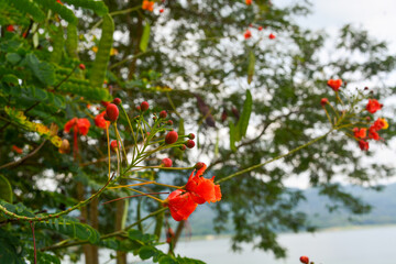 Photo of the park in Tanjung Serut tourist village