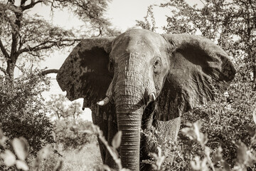 Elefant Namibia 