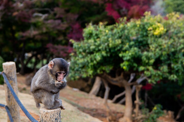 little cute macaque monkey sitting on the log, colorful autumn leaves behind, Arashiyama Park
