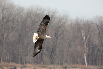 Bald eagle with wings wide open in flight