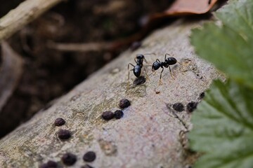 Black ants walking on an old tree trunk in the forest.