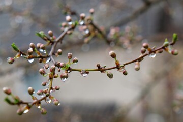 Close-up of a branch with buds of flowers covered with raindrops in early spring.