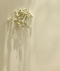 Soft focus flower twig and empty blank texture canvas paper with copy space. Light and shadows minimalism style template horizontal background.