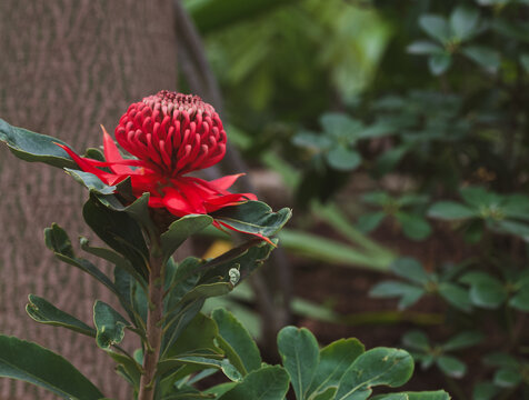 Beautiful close-up of a telopea speciosissima flower