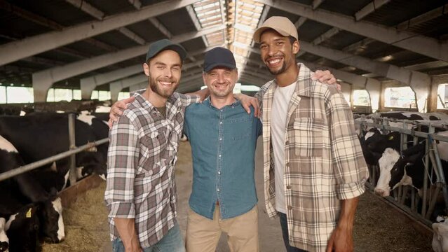 Handsome multiethnic men standing in cowshed and looking at camera. Happy males smiling and hugging each other. Friendly workers enjoy working in farm and caring for farm animals. Barn with cattle.