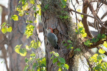 A red-bellied woodpecker bird perched on a tree branch in summer Florida woods