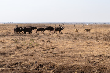 Fototapeta na wymiar Wildebeests and lions face off as the lions attempt to kill one of the herd, in Nairboi National Park - Kenya