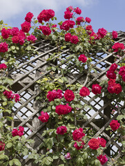 Rosier grimpant rouge	