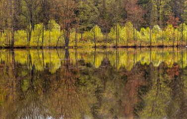 autumn trees reflected in water