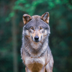 Grey wolf (Canis Lupus) looking straight in the forest © Willy Mobilo