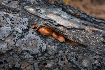 setas en un tronco calcinado