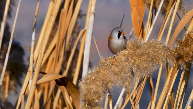 Wildlife - Birds. They feed on bearded reedling (Panurus biarmicus) birds, insects and reed seeds that live in large reeds in wetlands.