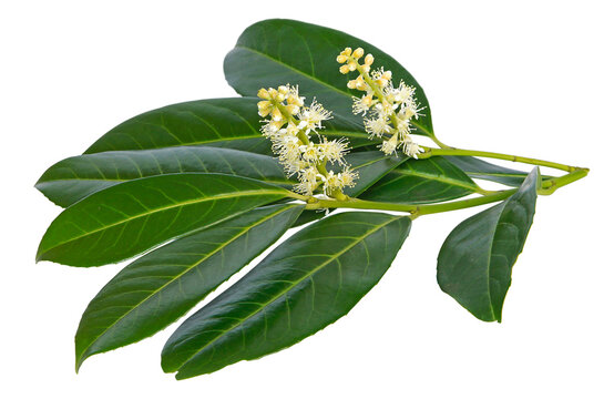 Feuilles et fleurs de laurier palme