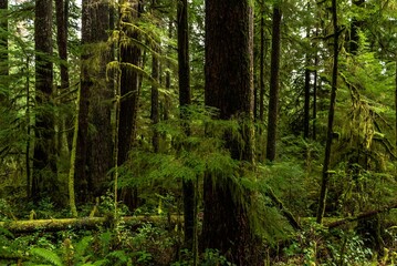 Fototapeta na wymiar Beautiful shot of the green trees in Hoh rain forest in Washington, United States