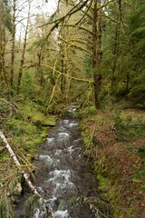 Small creek flowing in the Pacific Northwest rain forest in Washington, United States